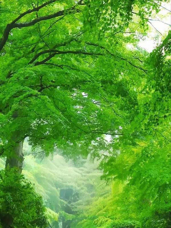 深山出来的高手的